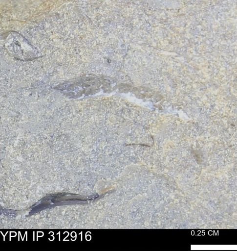 undet. Bivalvia