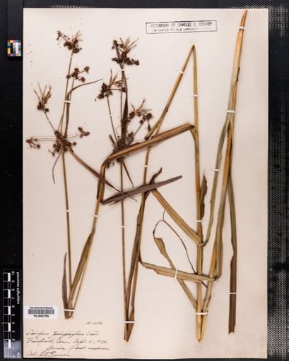 Scirpus polyphyllus