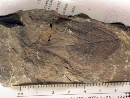 Angiospermopsida