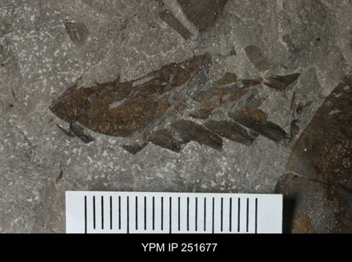 Eurypterus sp.