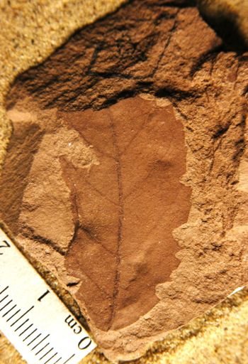 Alnus relata