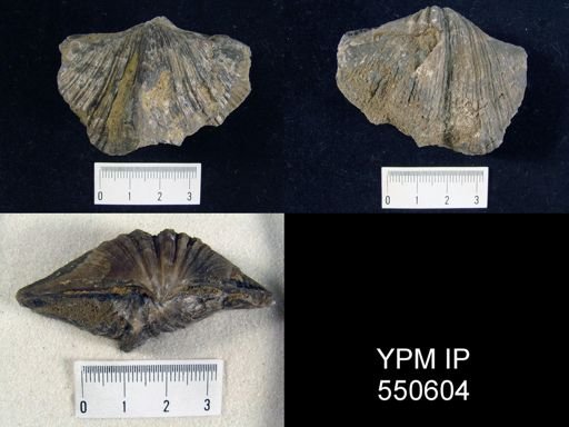 Neospirifer sp.