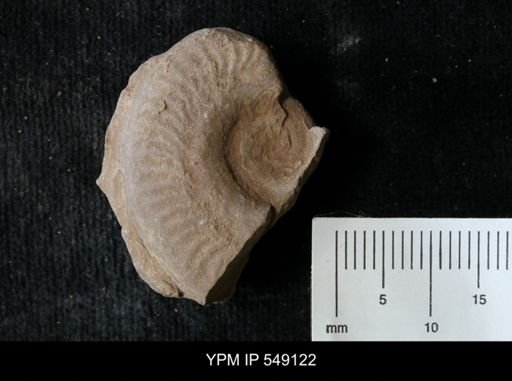 undet. Ammonoidea