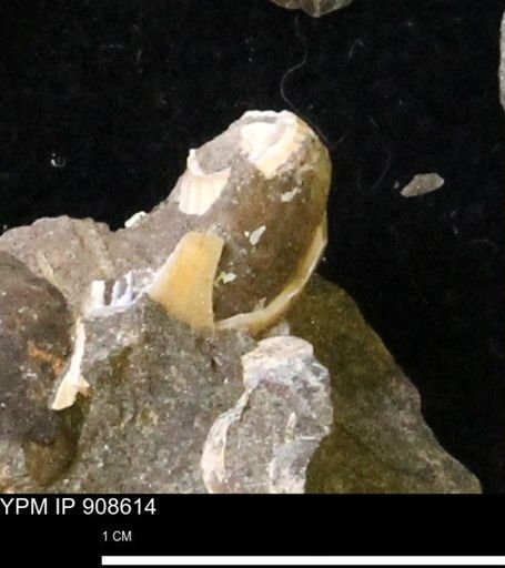 undet. Mollusca