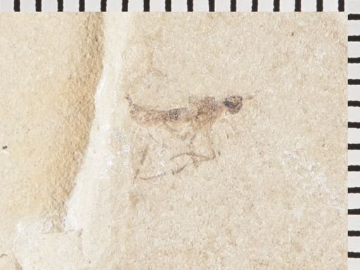 undet. Diptera
