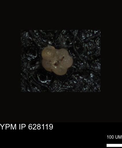 undet. Foraminiferida