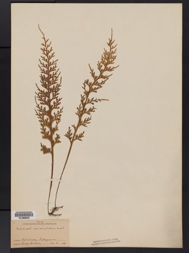 Hymenophyllum