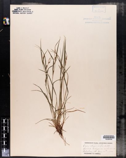 Carex oligocarpa