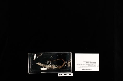 Eutropis longicaudata
