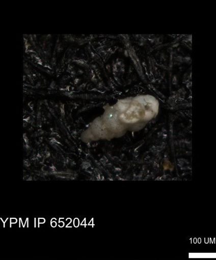 undet. Heterohelicidae