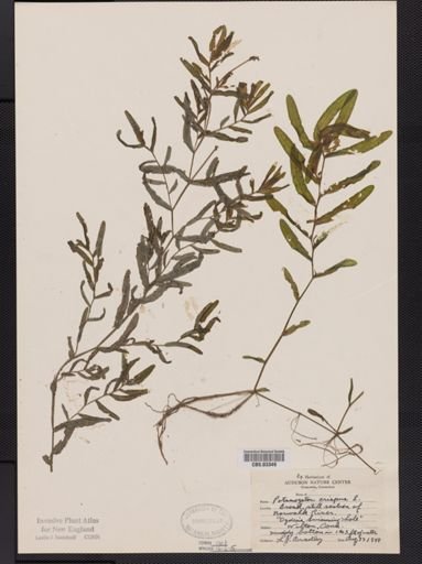 Potamogeton crispus