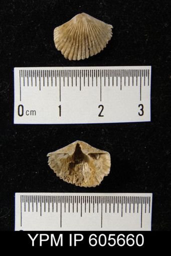 Hesperorthis sp.