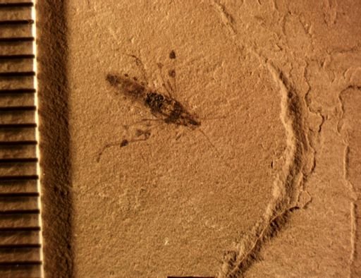 taxon undetermined