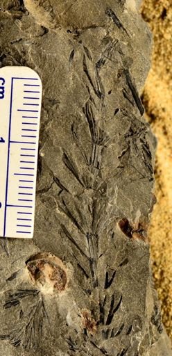 Sphenophyllum sp.
