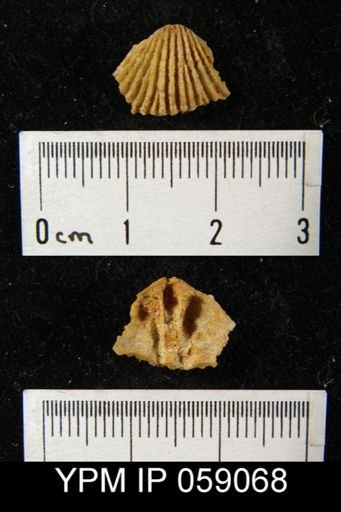 Anastrophia verneuili