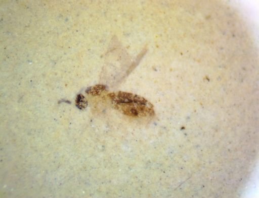 undet. Diptera