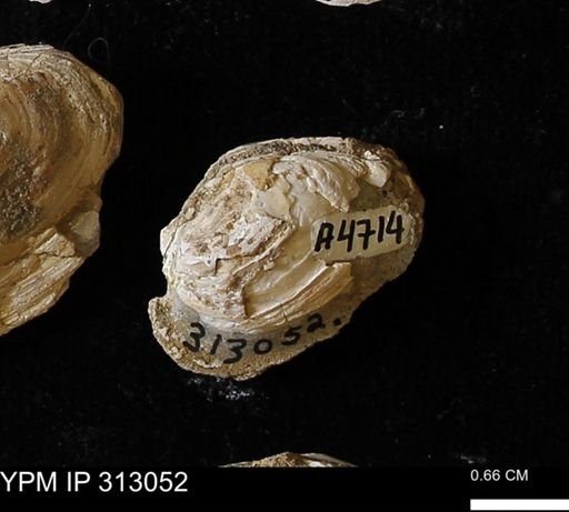 Corbicula