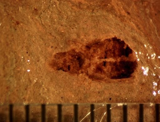 undet. Coleoptera