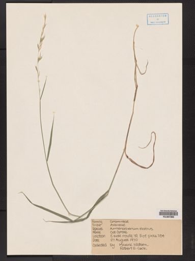 Arrhenatherum elatius