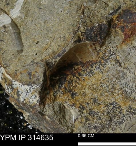undet. Bivalvia