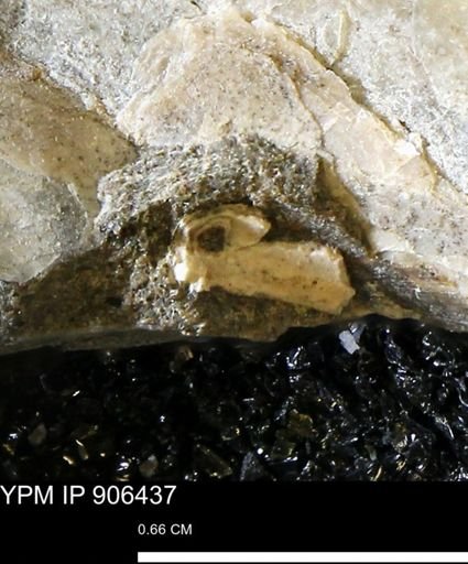 undet. Mollusca