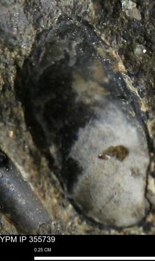 undet. Scaphitidae