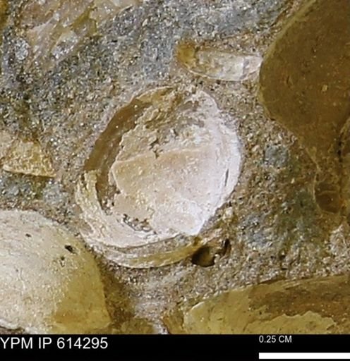 Limopsis striatopunctatus
