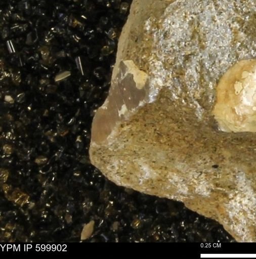 undet. Bivalvia
