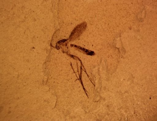 undet. Mycetophilidae