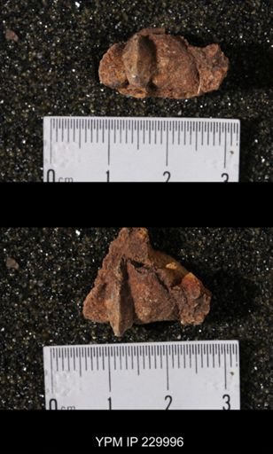 Neospirifer sp.