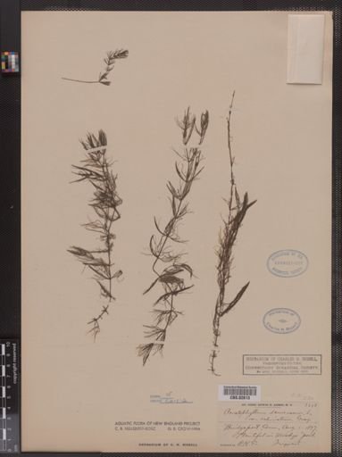 Ceratophyllum demersum var. echinatum
