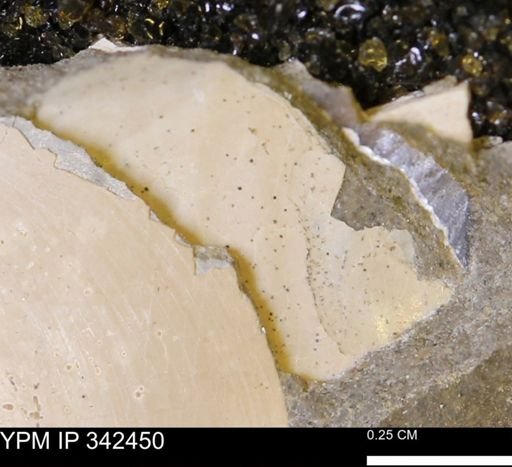 undet. Bivalvia