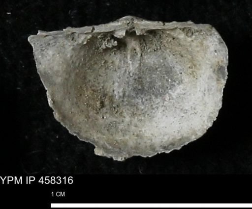 Chonetes mucronatus