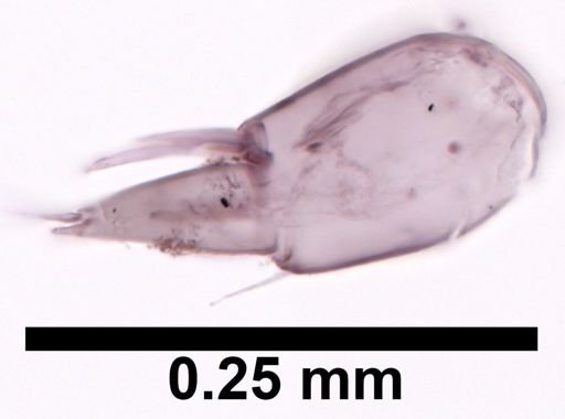 Hyalella cf. azteca