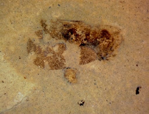 undet. Hemiptera