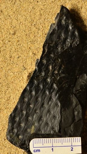 Lepidodendron sp.