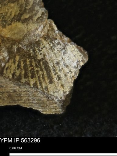 Oxytoma (Hypoxytoma)