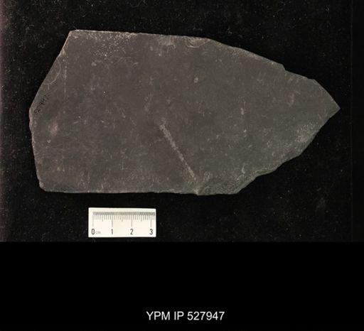 undet. Hexapoda