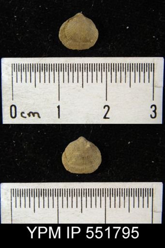 Rhipidomella sp.