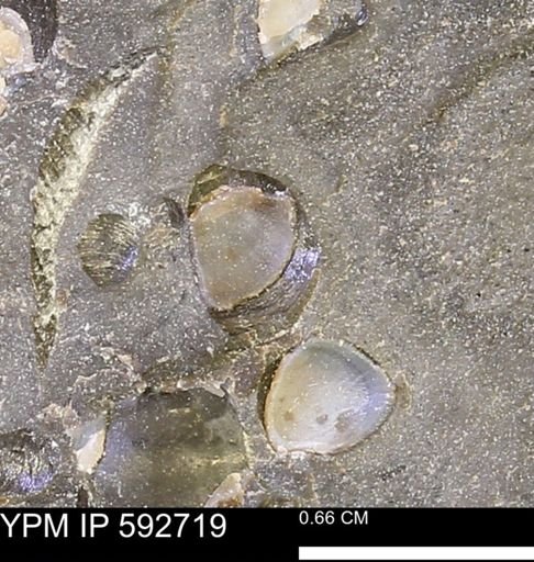 undet. Bivalvia