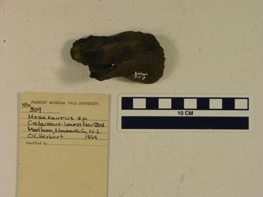 Mosasaurus sp.