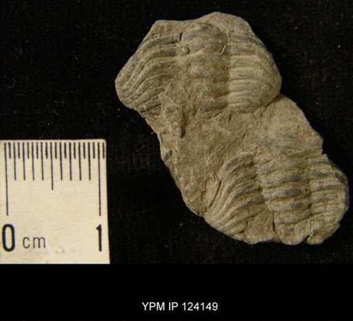 Phacops rana