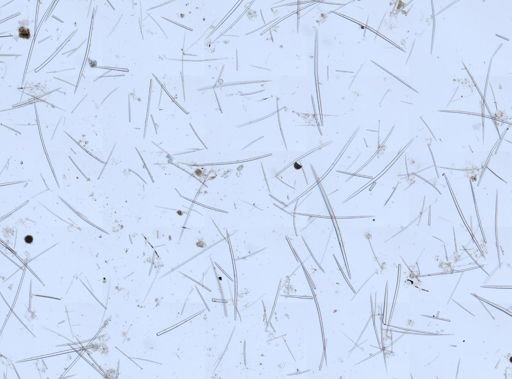 Halichondria sp.