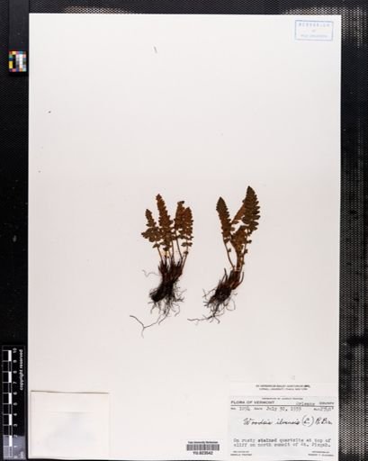 Woodsia ilvensis