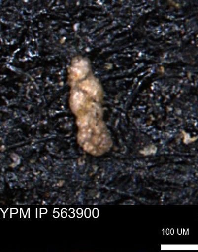 Ammobaculoides phaulus