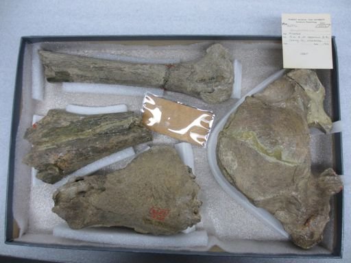 Gomphotherium sp.