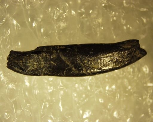 Apatemyidae