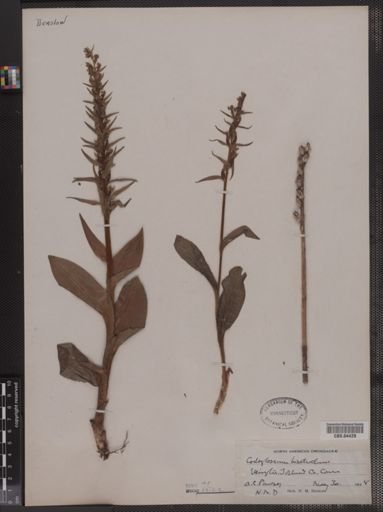 Coeloglossum bracteatum