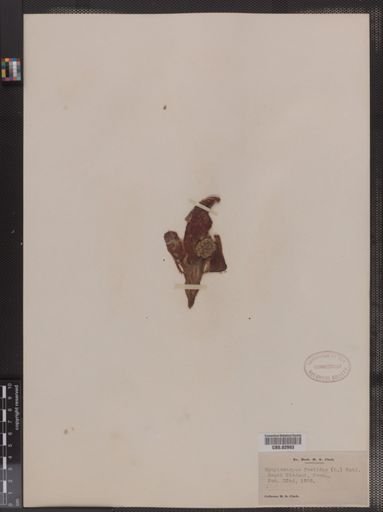 Symplocarpus foetidus