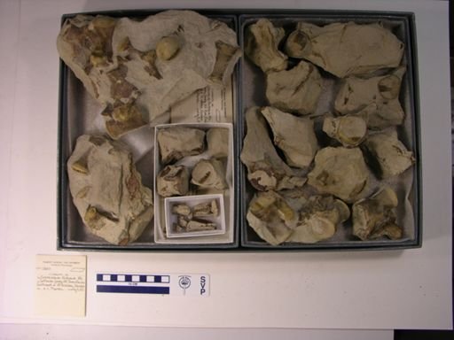 Clidastes sp.